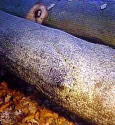 Buche Beule 72 50%JPG.jpg (11128 Byte)