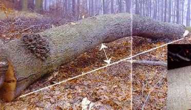 Buche Kr�mmung 72 50%.jpg (19611 Byte)