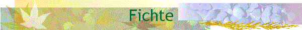 Fichte